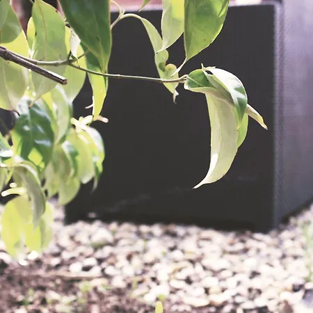 Bed & Breakfast Beaufort House