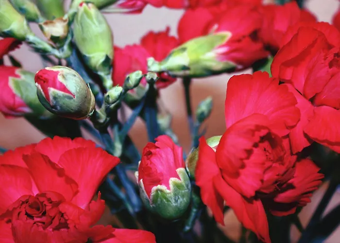 Beaufort House 4* 新罗斯